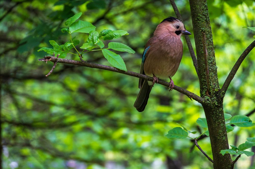 Фотография автора Дмитрий Referee