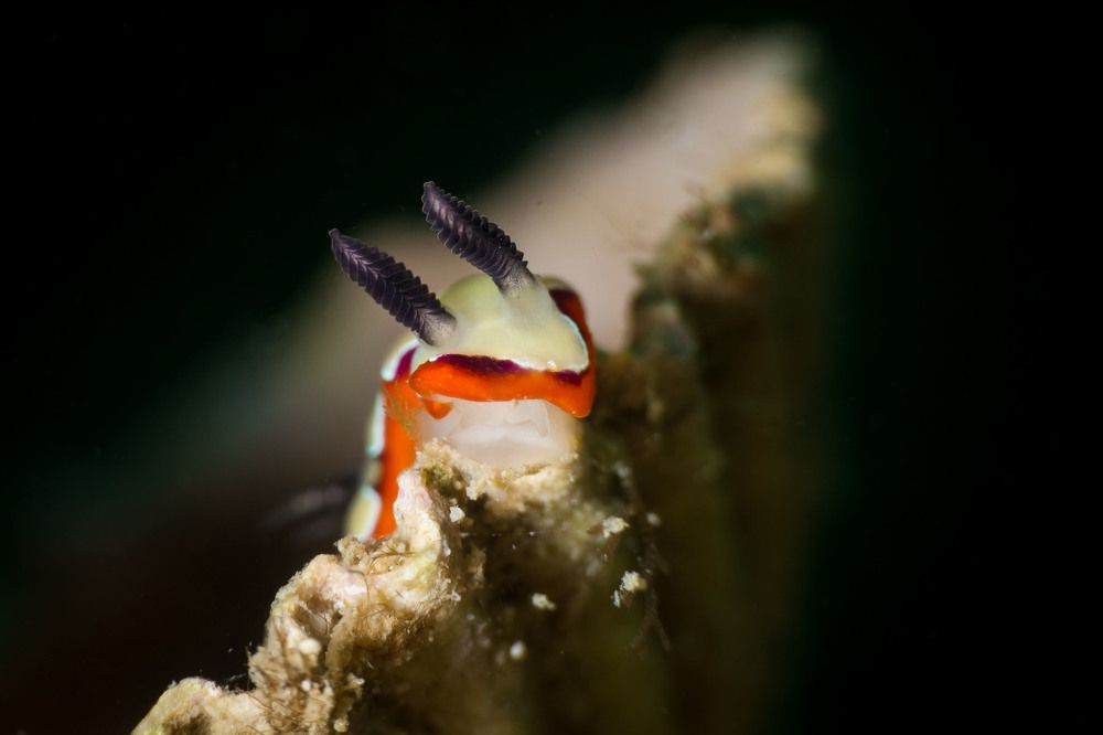 Chromodoris fidelis nudibranch