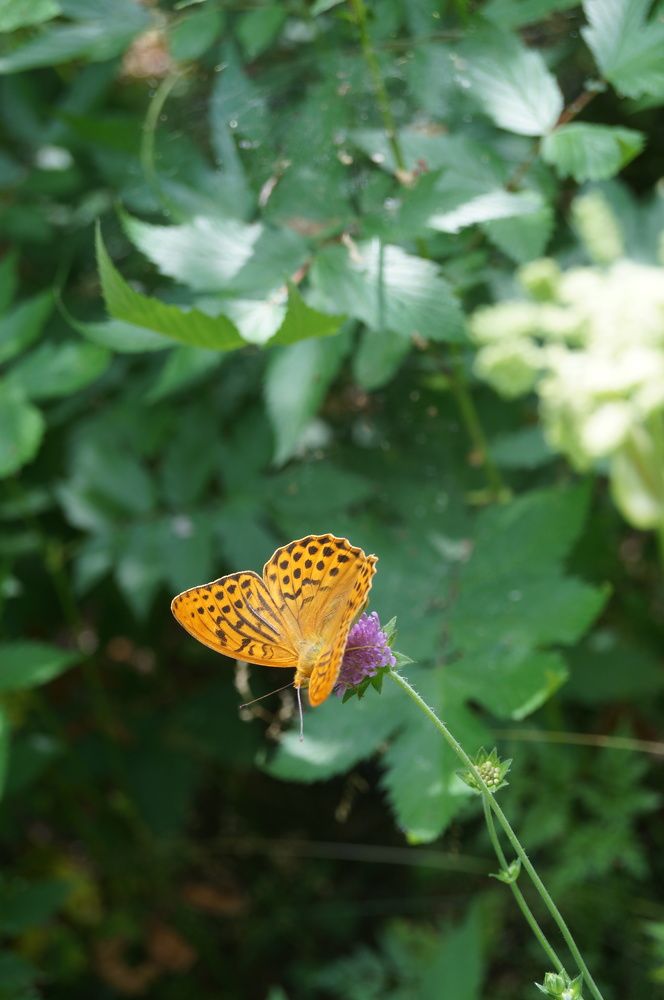 Шмели и бабочки