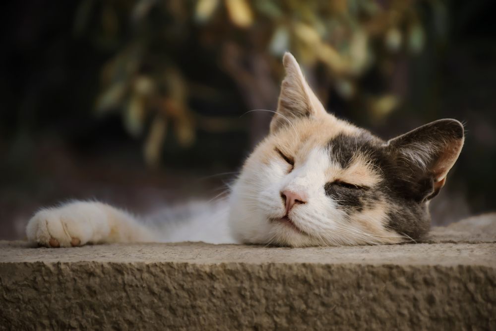 Photograph by Даников Анастасия