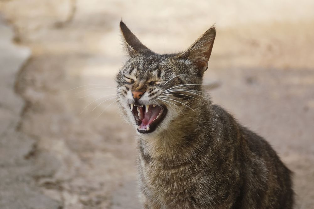 Photograph by Даников Анастасия