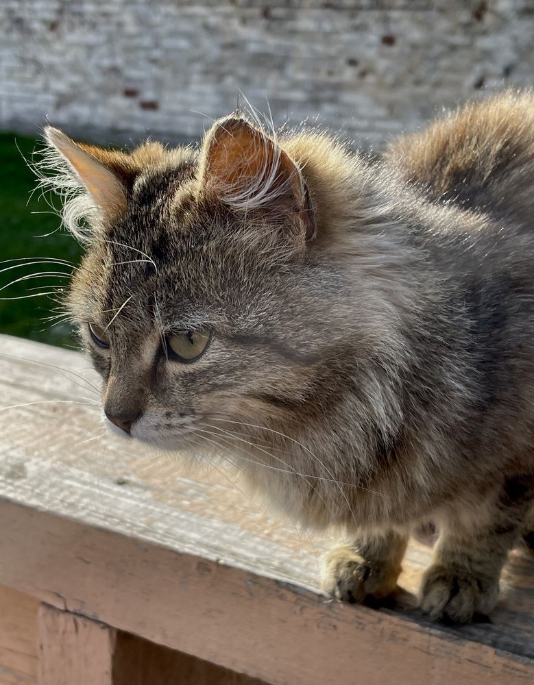 Фотография автора Рамзия Хисамутдинова