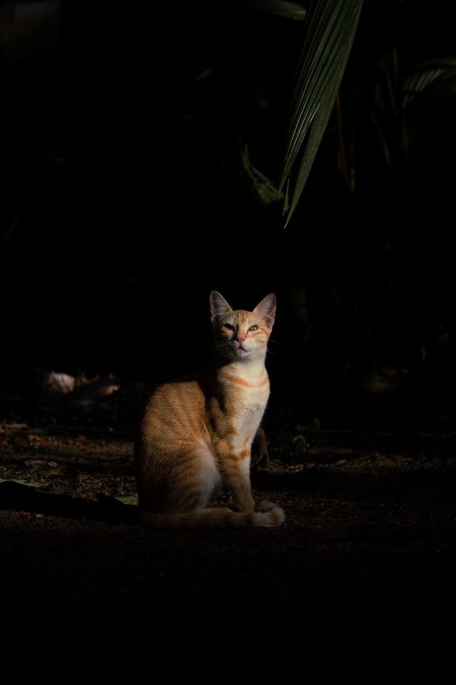 Фотография автора Devanand K S