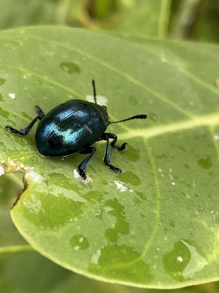 Green gem on green ?