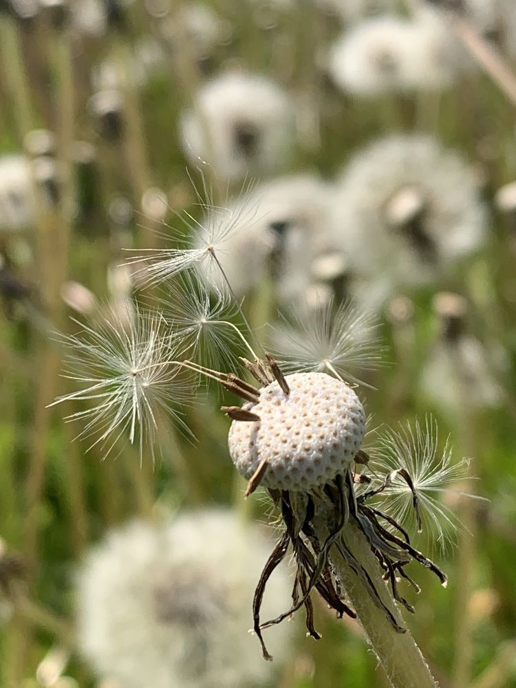 Фотография автора Ирина Шпаковская