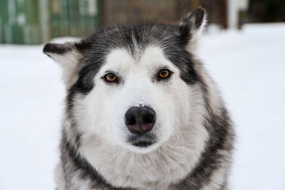 Photograph by Дмитрий Чирков