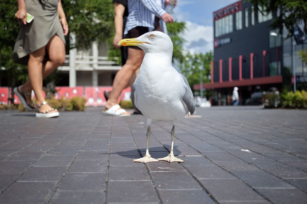 Фотография автора Eimar Kull