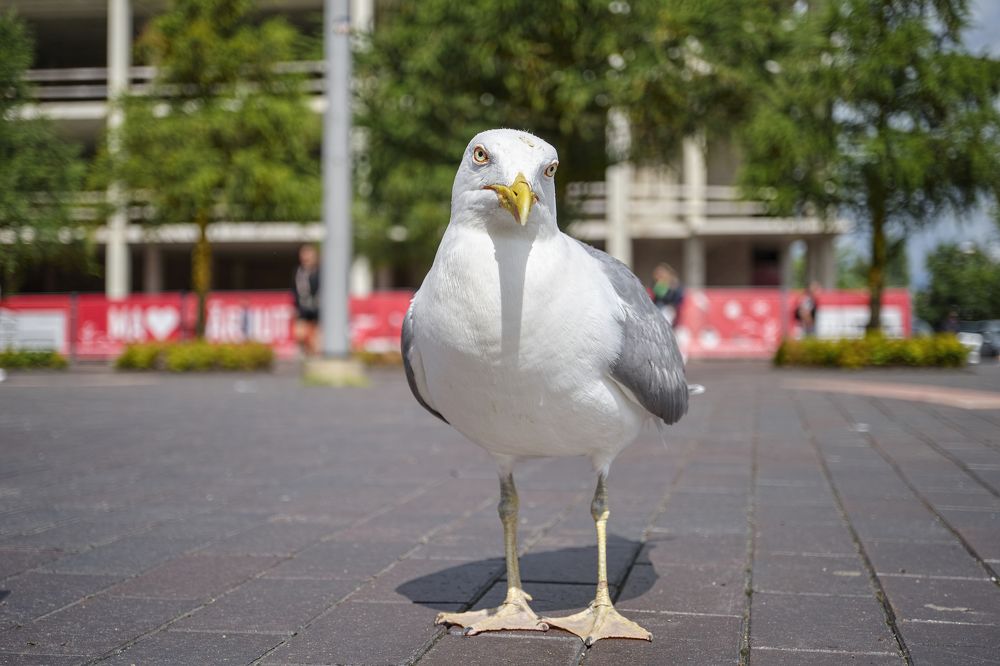 Фотография автора Eimar Kull