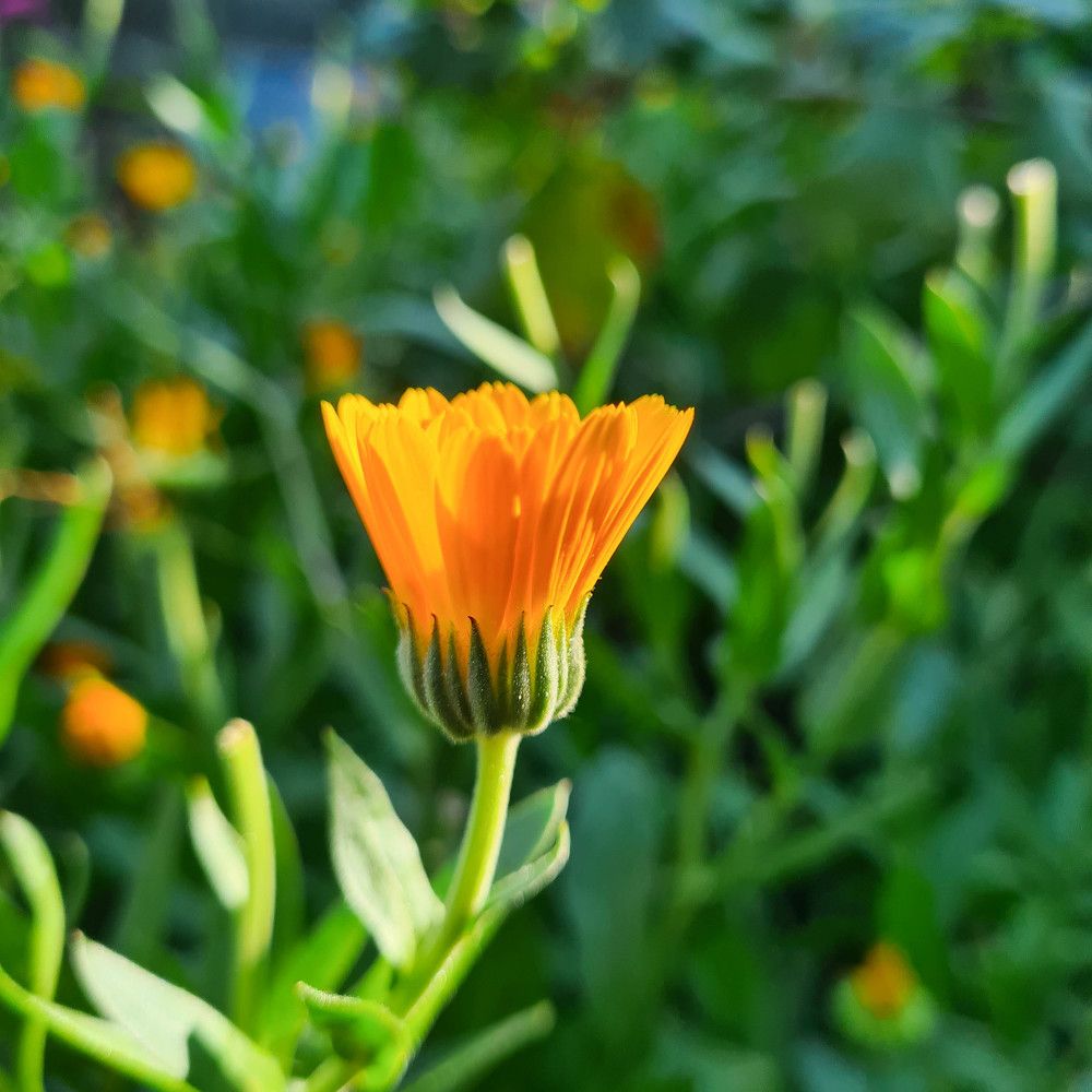 Фотография автора Ирина Дашевская