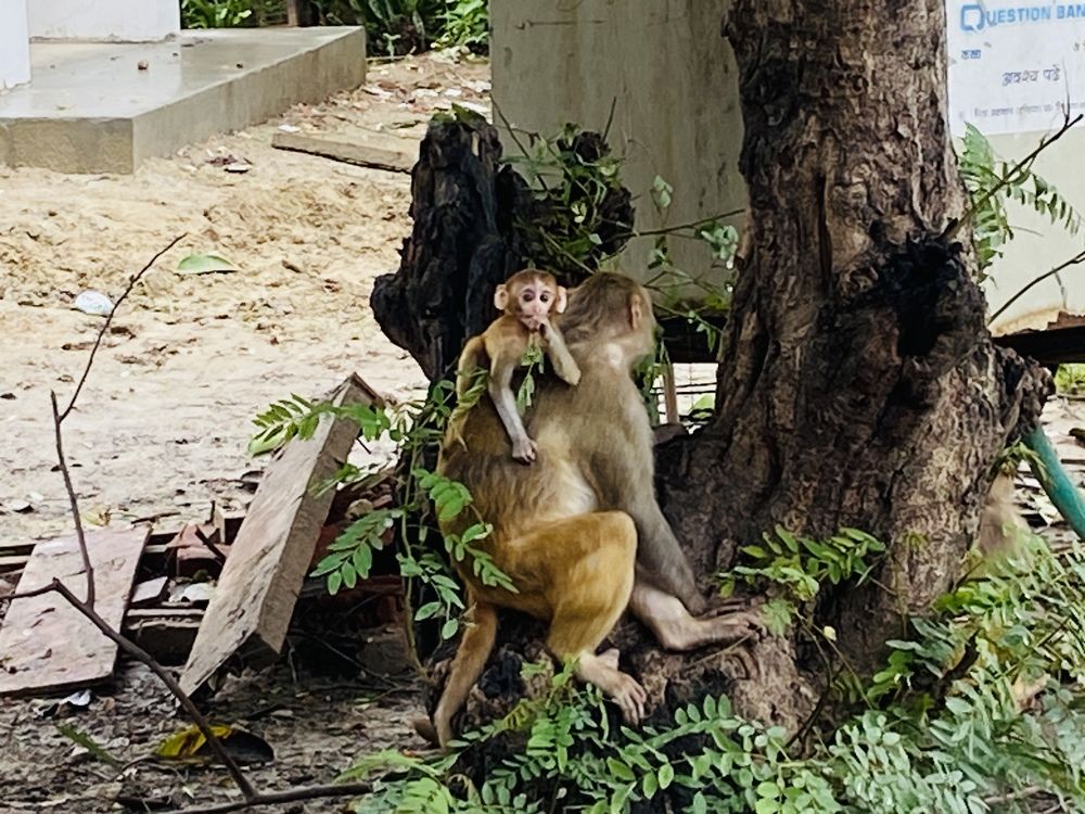 Baby monkey watching my phone