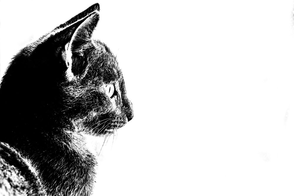 Фотография автора Minja Jovetic