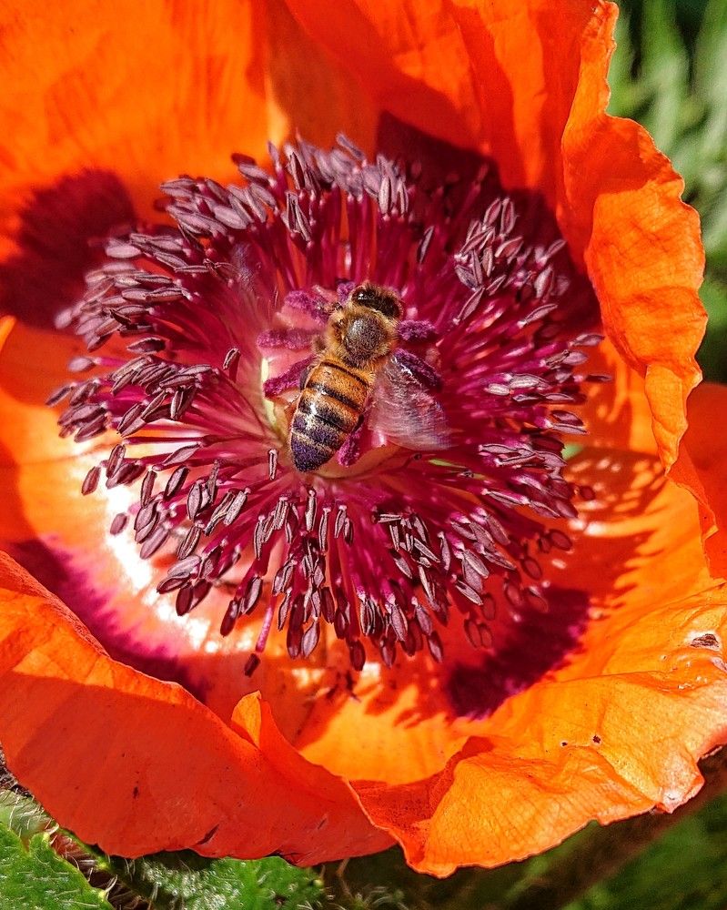 С чего начинается мёд...