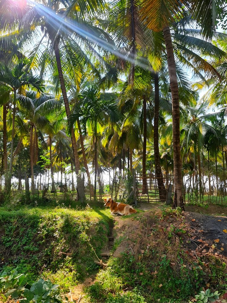 Photograph by Romanov Vyacheslav