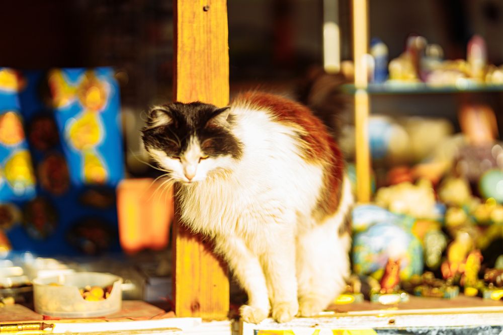 Photograph by Дмитрий Бровко