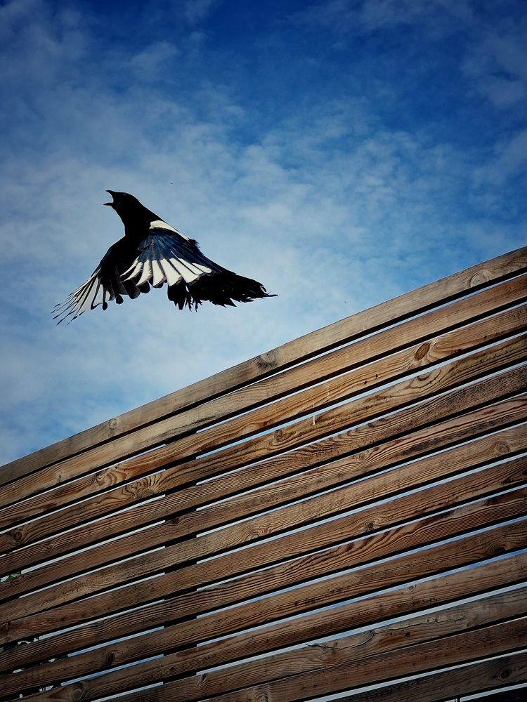 Фотография автора Maryna Pytliak