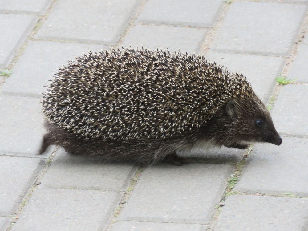 Ёжик бегущий по посёлку Невская Дубровка.