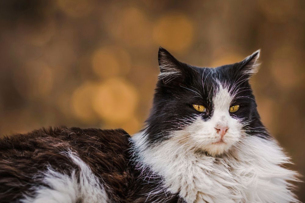 Photograph by Hamid Ahadi