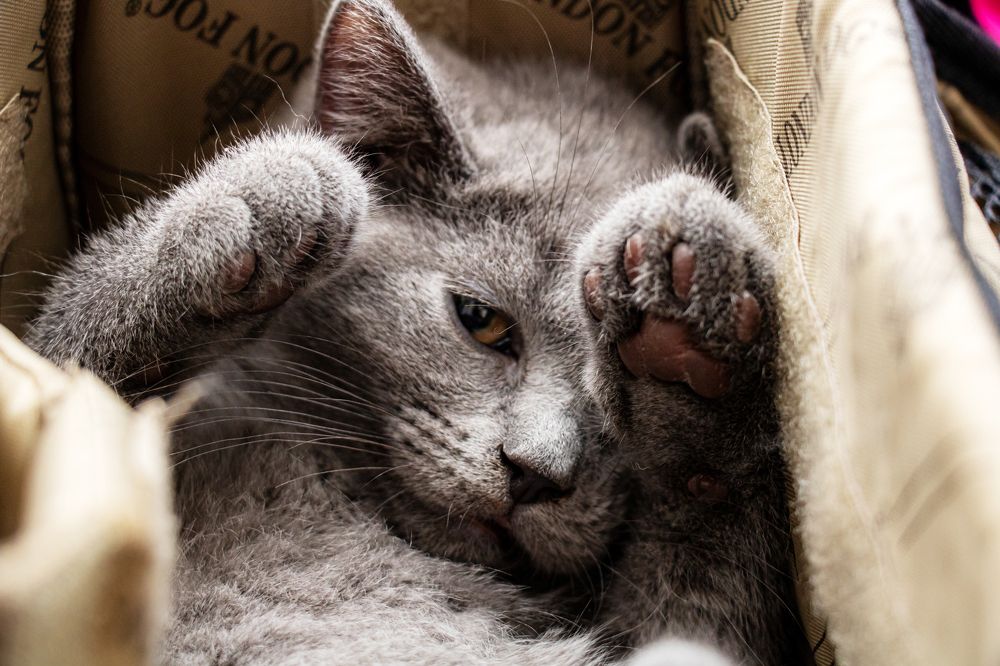 Photograph by Ali Abu Ras