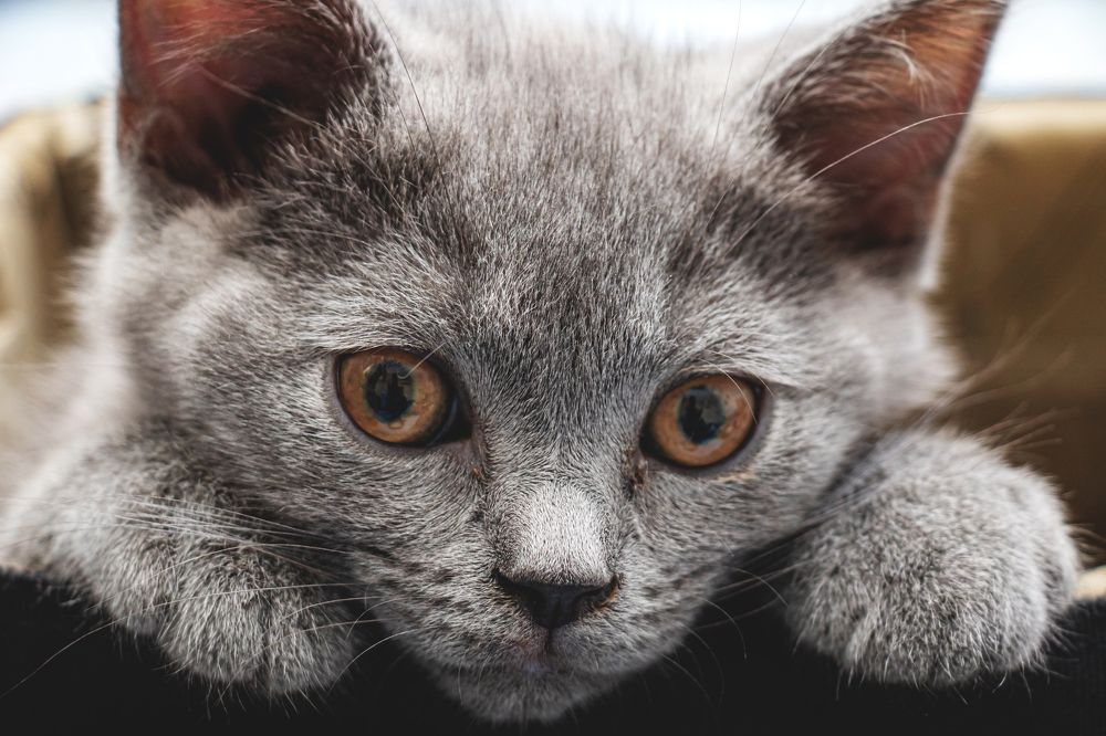 Photograph by Ali Abu Ras