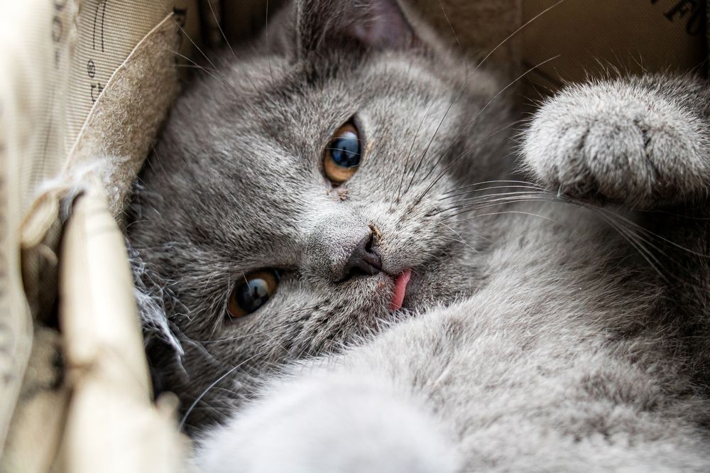 Photograph by Ali Abu Ras