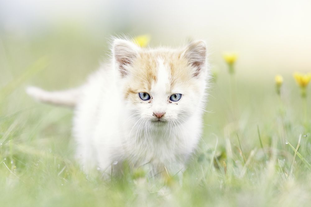 Photograph by Szekely Janos