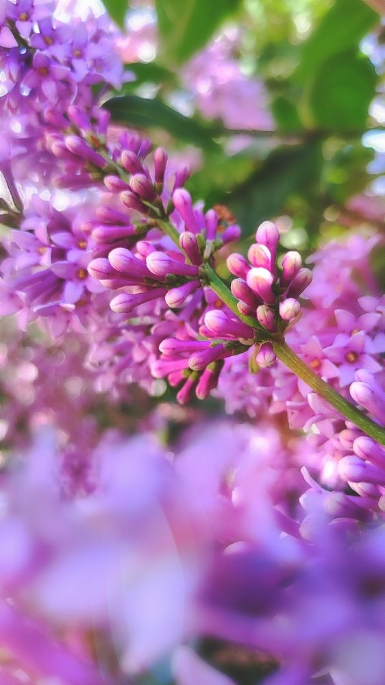 Photograph by Алла Холодова