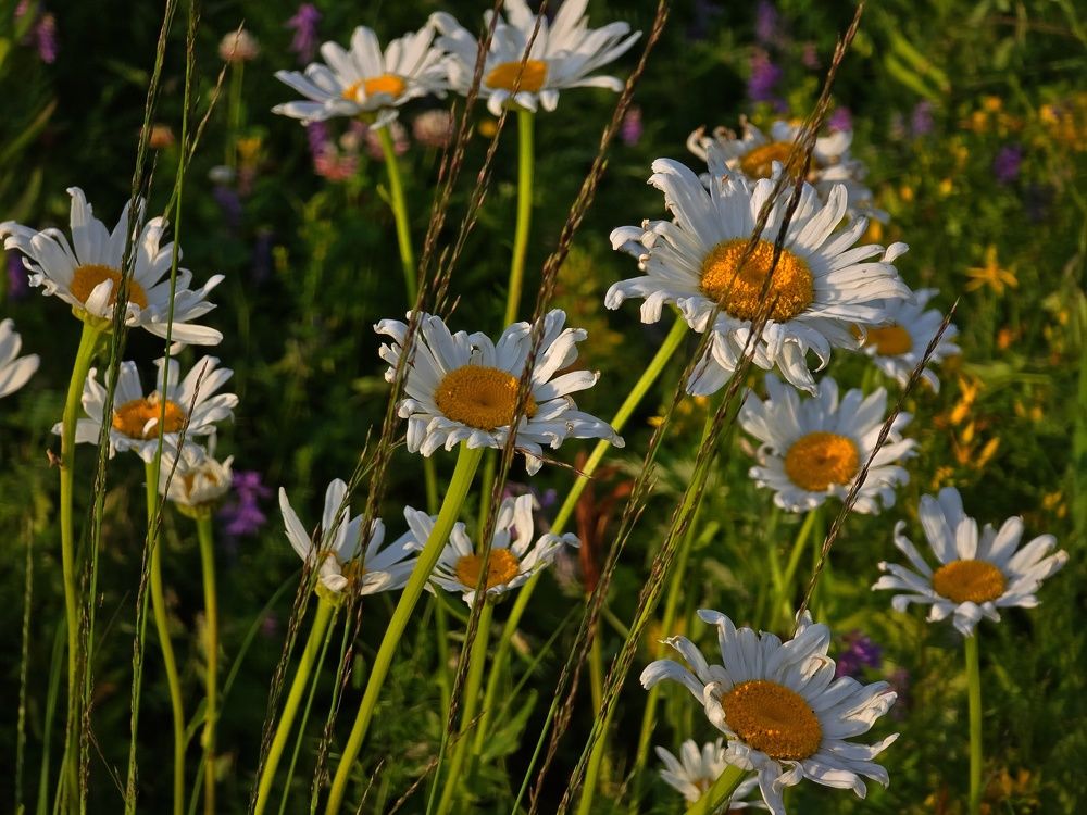 Photograph by Галина Искандарова