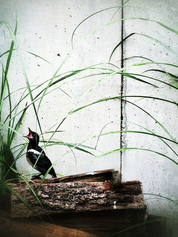 Фотография автора Maryna Pytliak