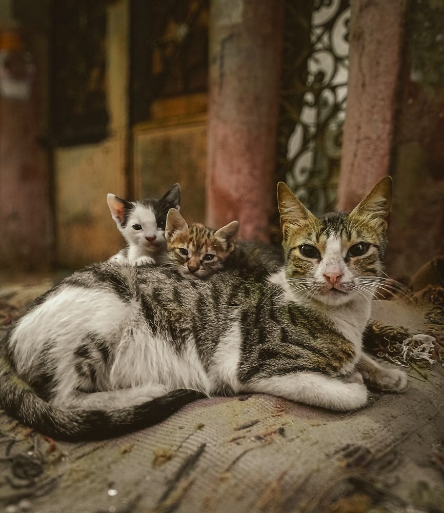 Photograph by Kareem Abo el magd