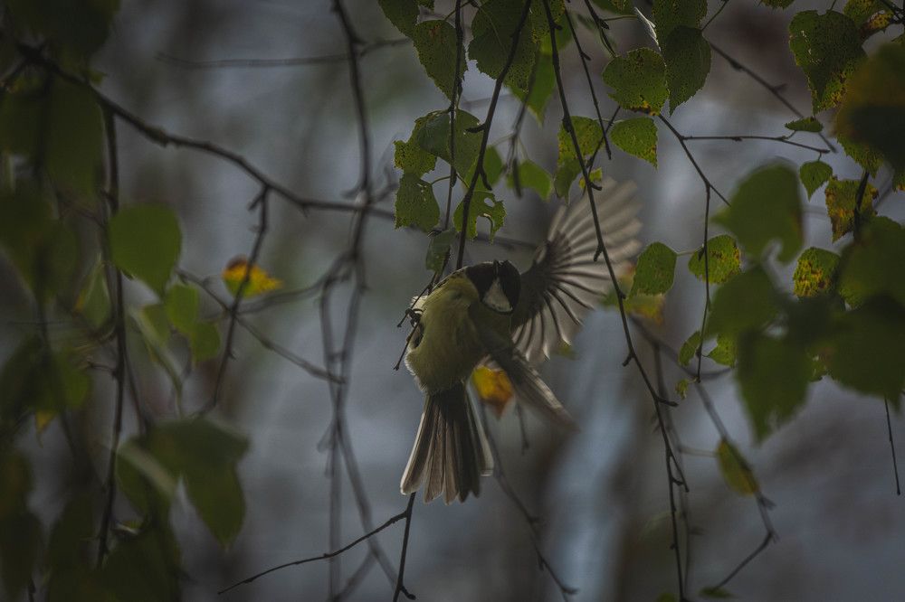 Photograph by Александр Ходакин