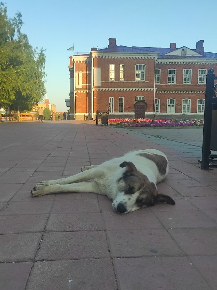 Усталый пёс