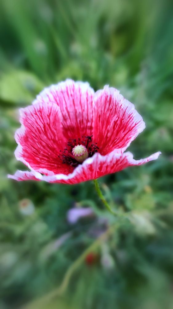 Photograph by Алла Холодова