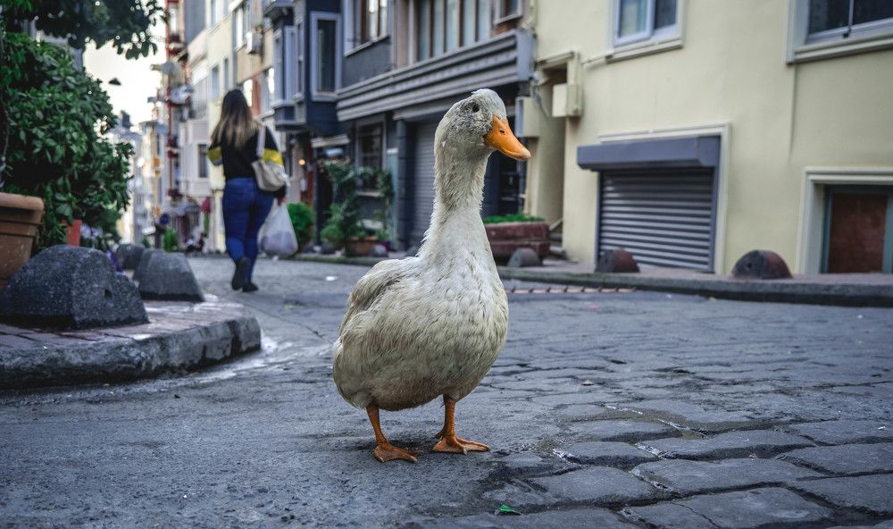 Photograph by Hakan Tunc