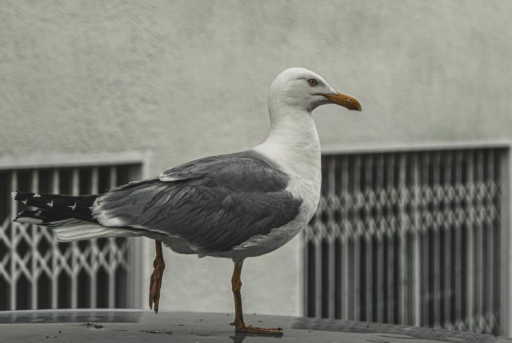 Photograph by Hakan Tunc