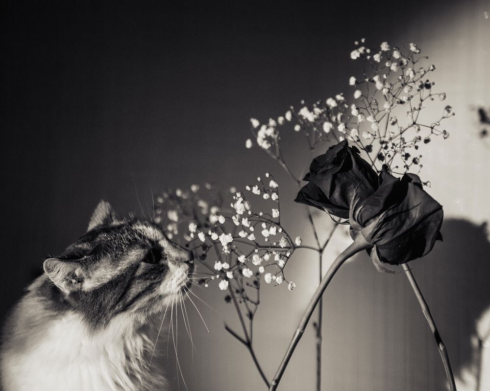 Photograph by Tatsiana Sialiuk