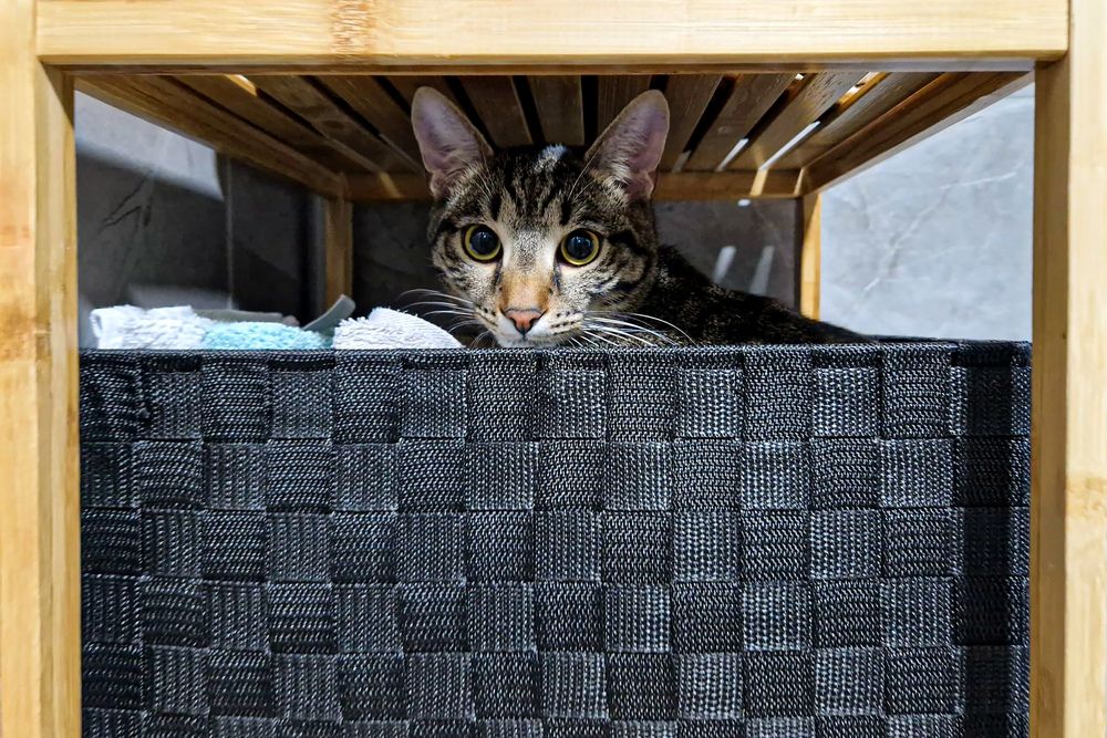 Photograph by Valentina Jovetić