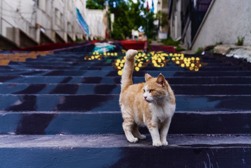 Photograph by Orhan Olmez