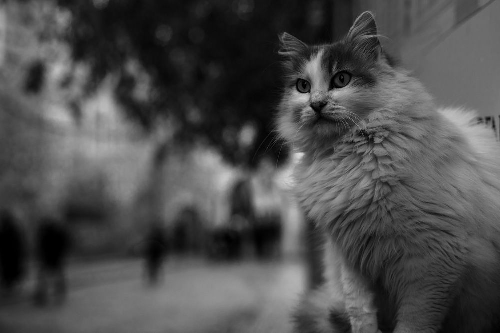 Photograph by Orhan Olmez