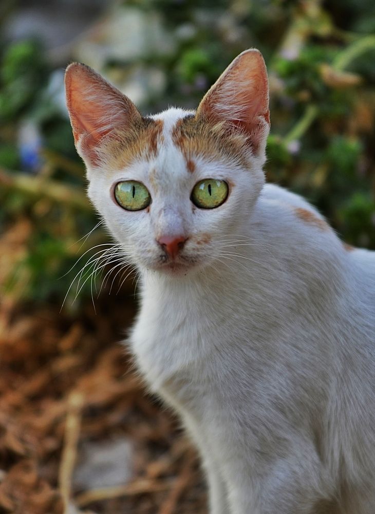 Photograph by Süleyman Ülker