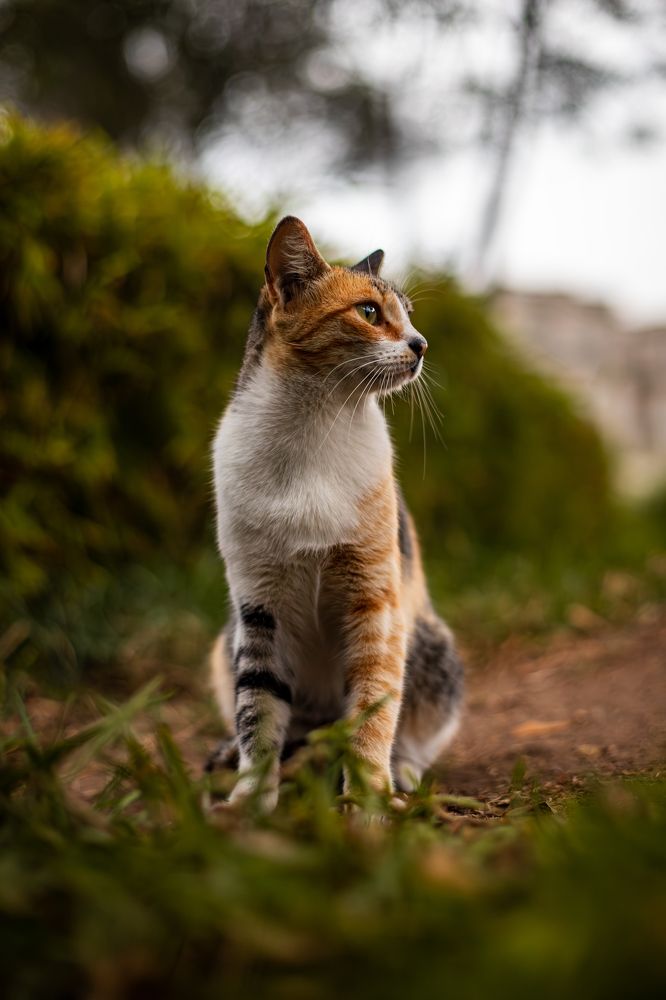 Pensamientos de un gato
