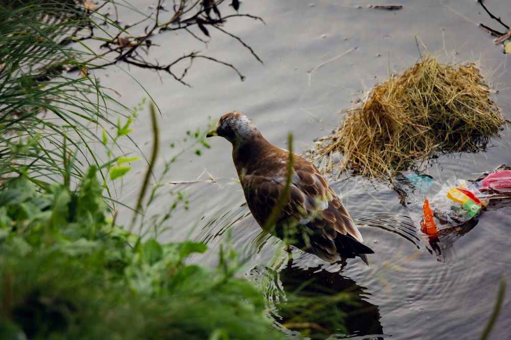 Photograph by Елена