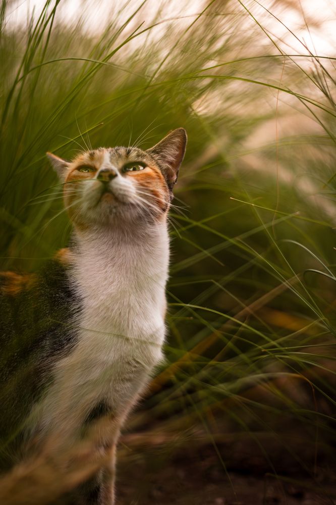 Photograph by Kevin Williams Huamán Clímaco