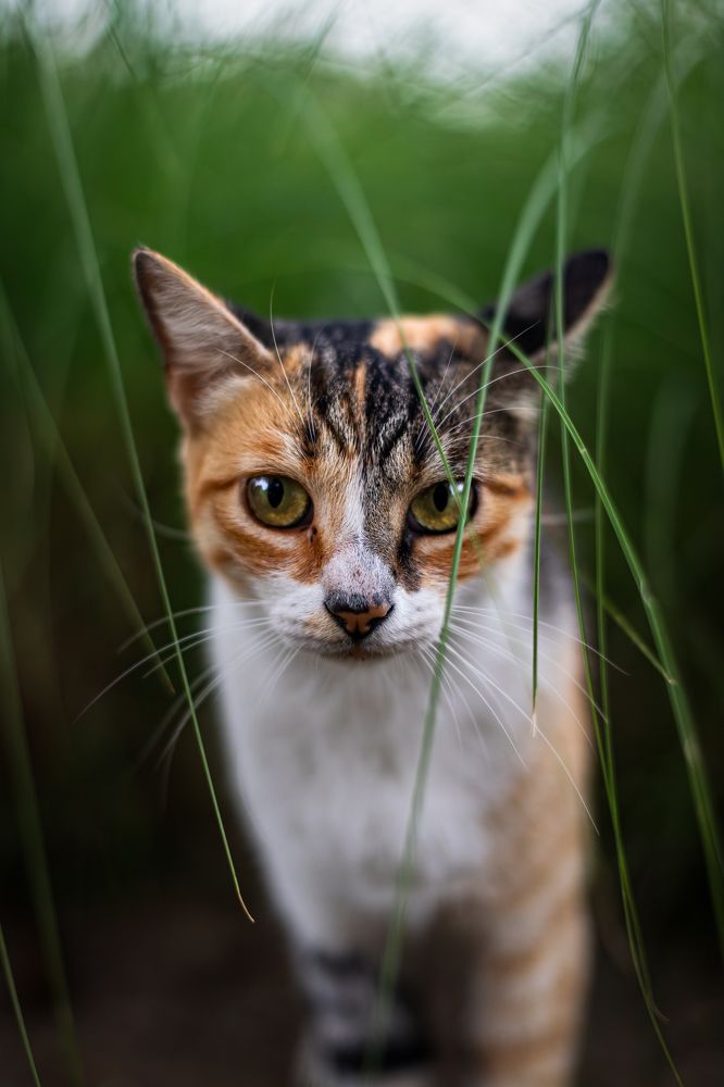 Photograph by Kevin Williams Huamán Clímaco