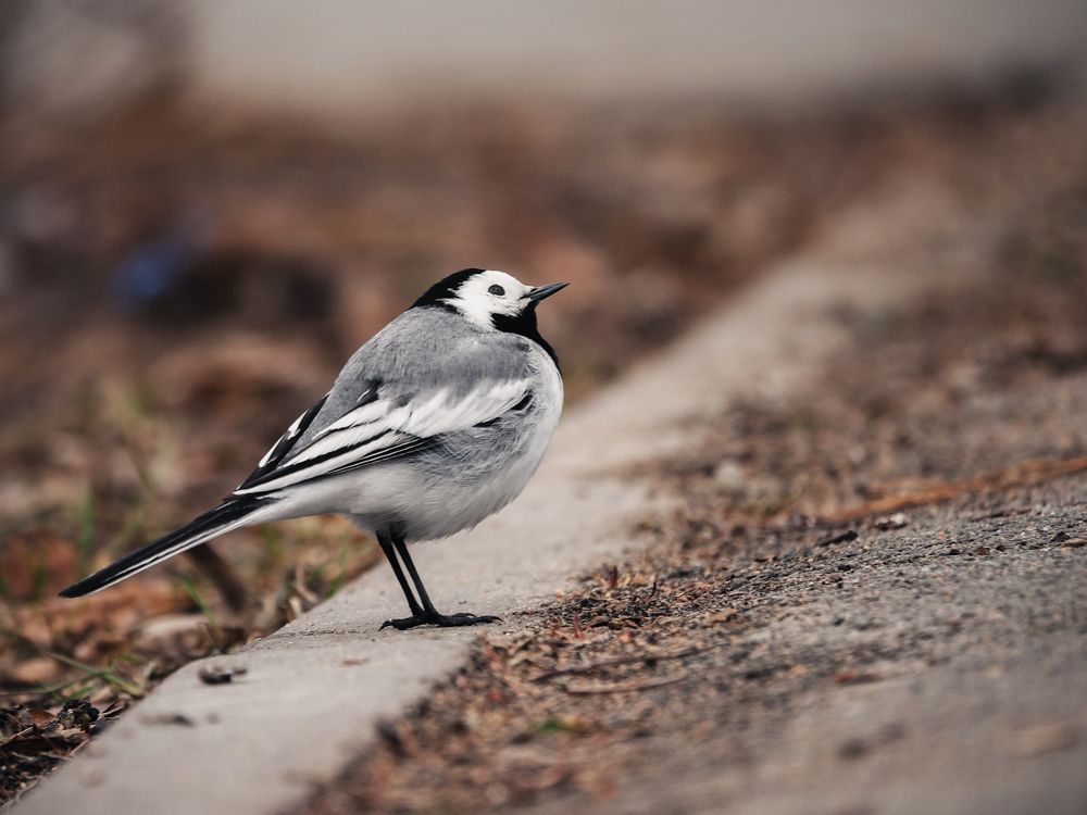 Фотография автора Андрей Иванов