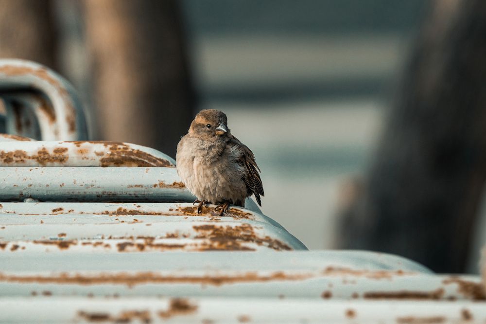 Фотография автора Андрей Иванов