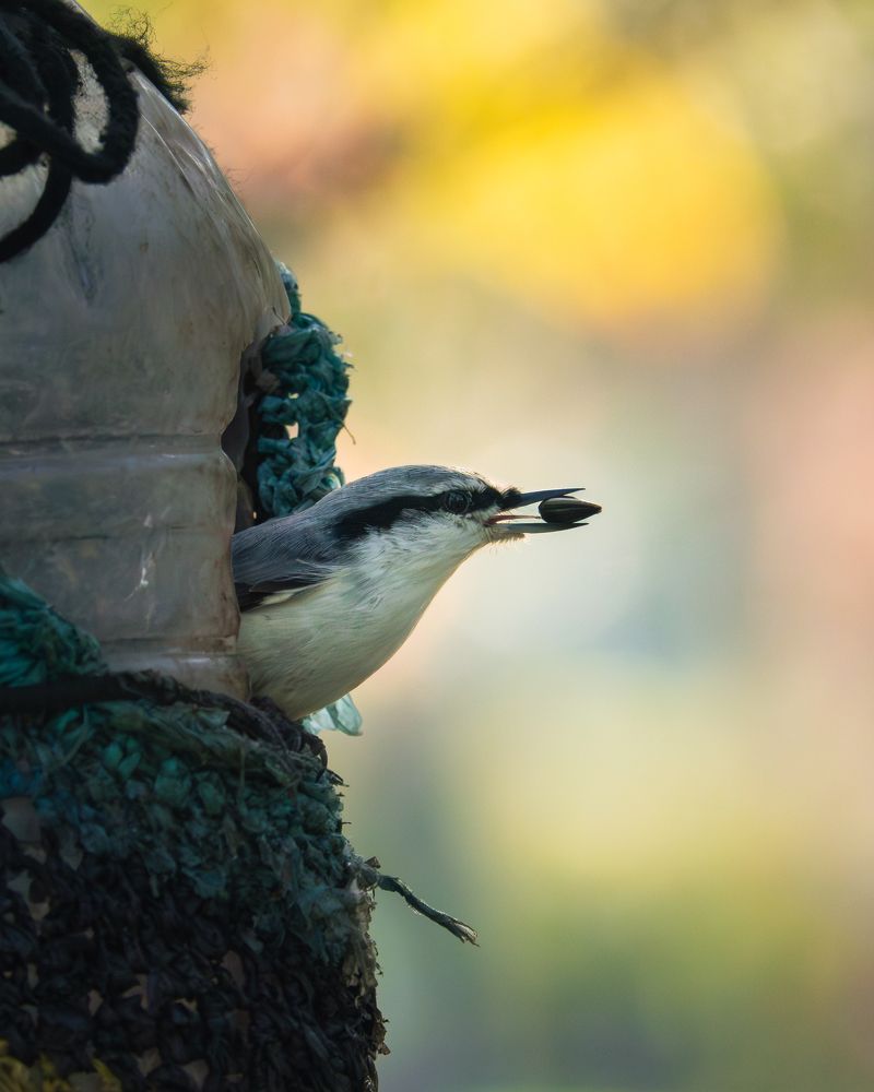 Фотография автора Андрей Иванов