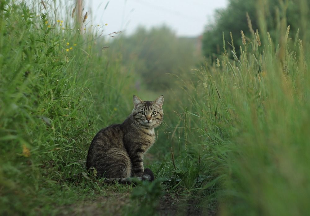 На дороге полевой