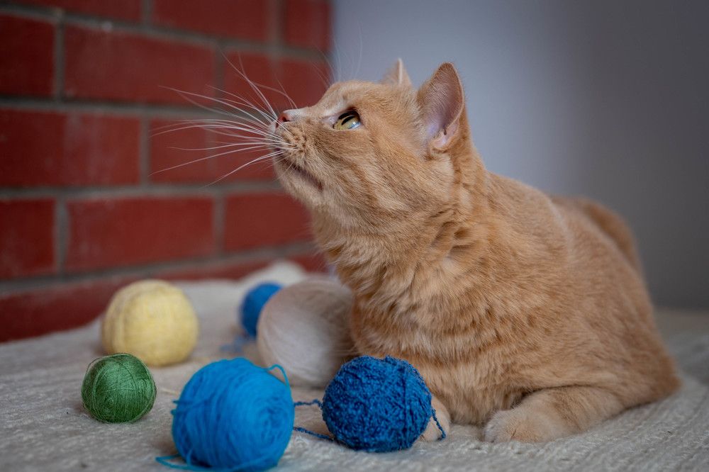 Фотография автора Дмитрий Referee