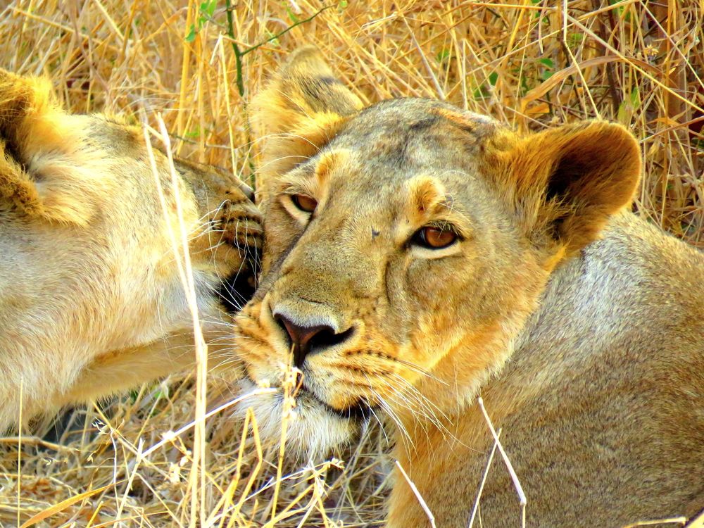 Lioness getting licked by friend