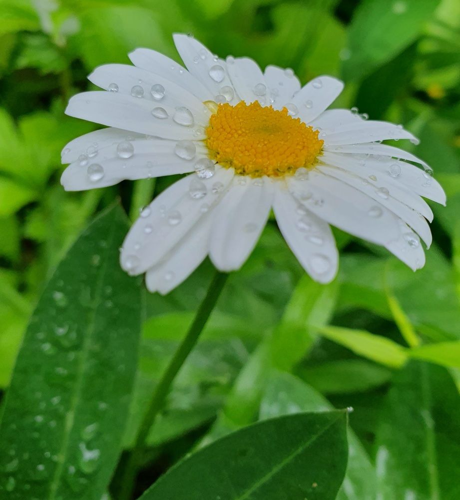 Photograph by Жанна Регор